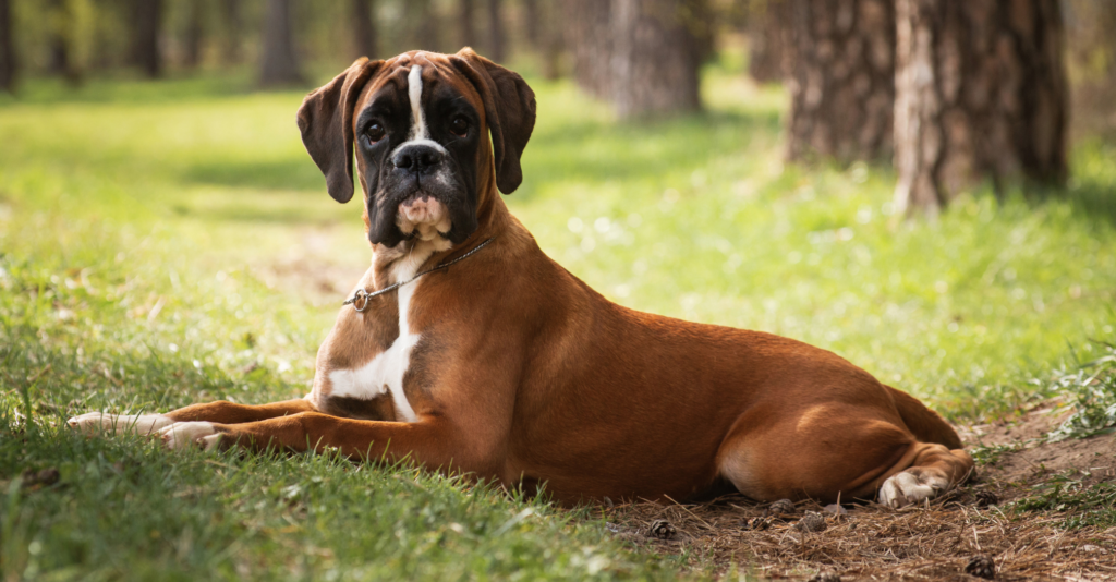 Malinois croisé Boxer