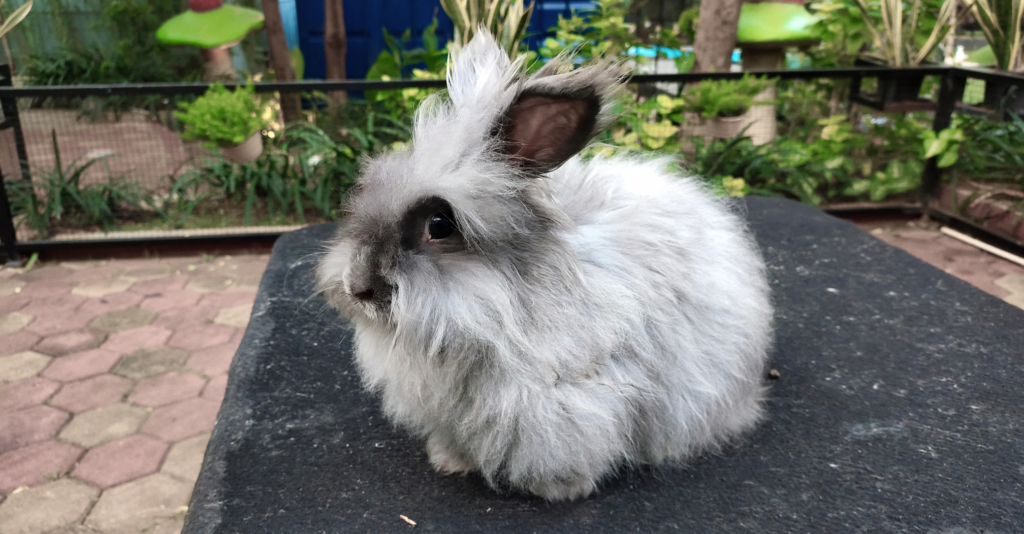 lapin angora