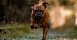 Malinois croisé Boxer