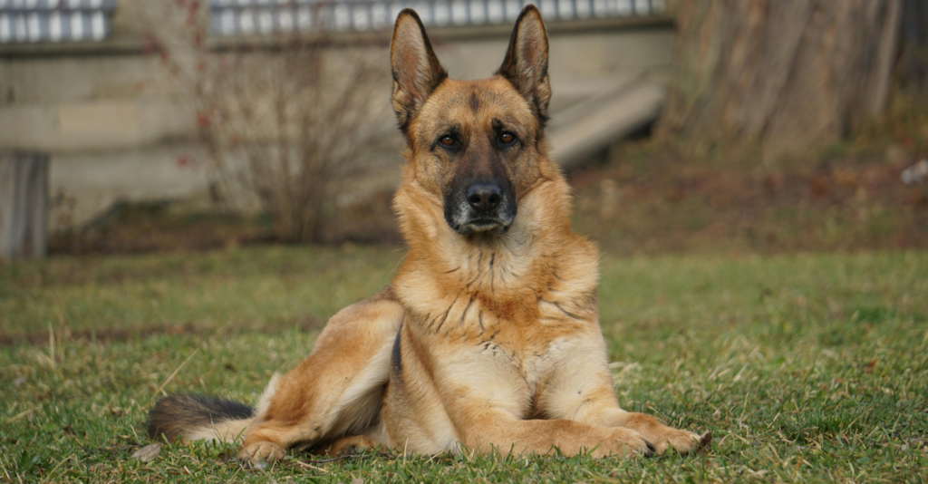 Prix du berger allemand