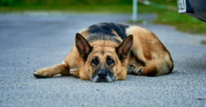 Prix du berger allemand
