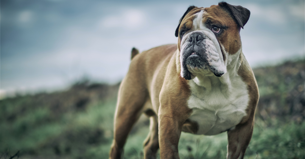 Bouledogue français fluffy