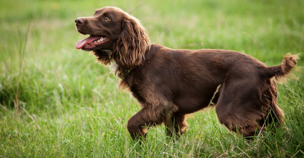Field Spaniel