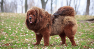 DOGUE DU TIBET