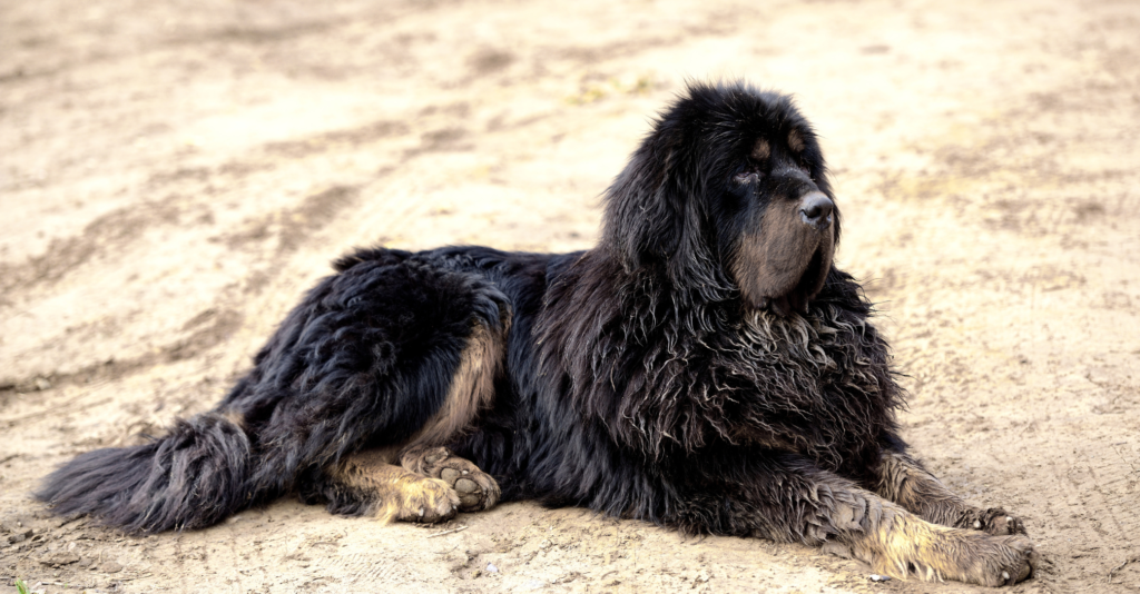 DOGUE DU TIBET