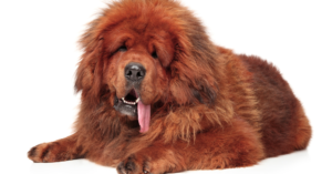 DOGUE DU TIBET