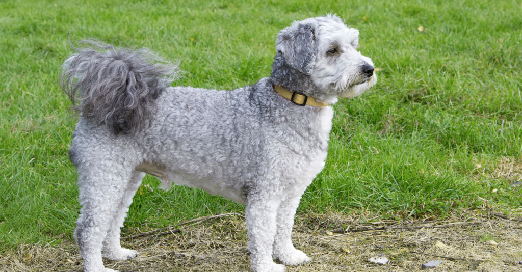 bichon caniche croisé