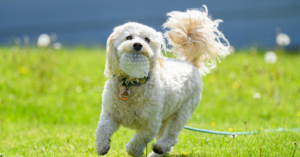 bichon caniche croisé