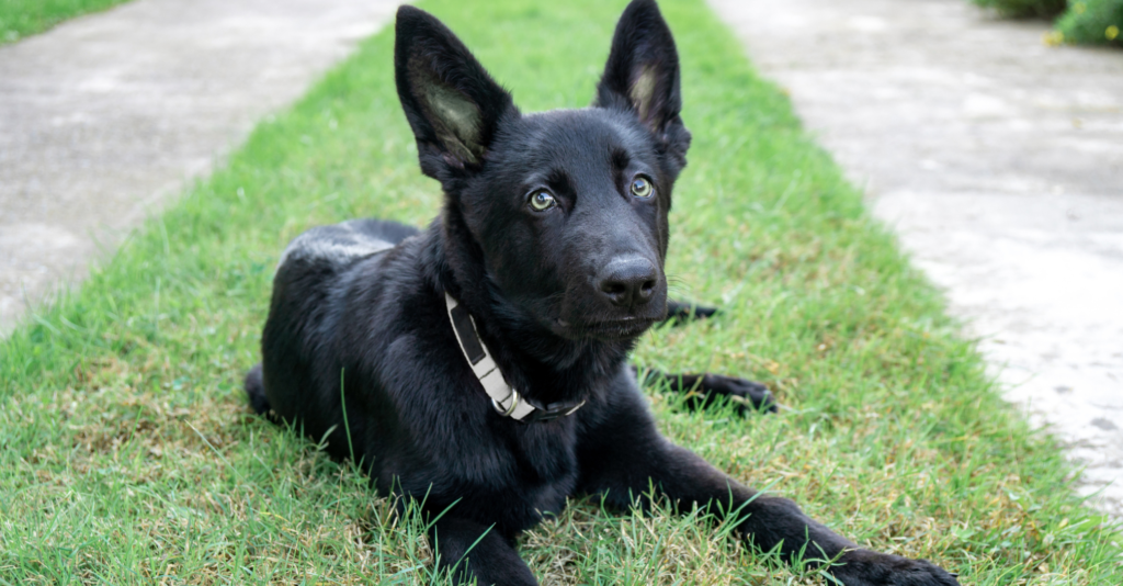Berger allemand noir