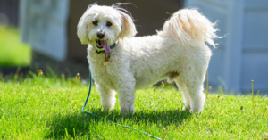 bichon caniche croisé