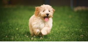 Maltipoo