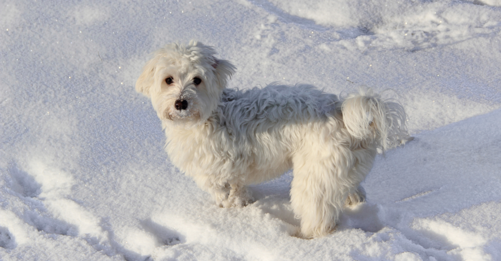 Maltipoo