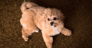 Maltipoo