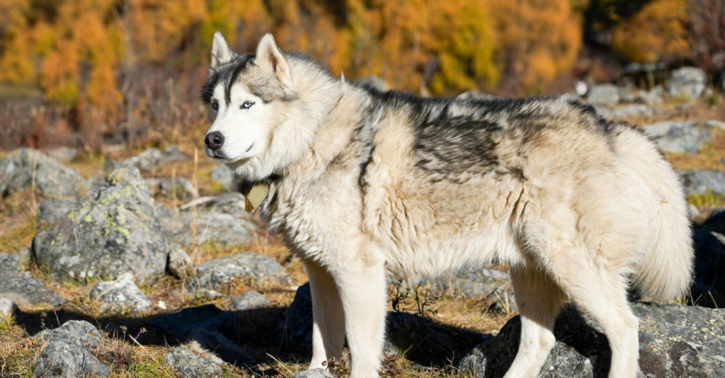 Malinois croisé Husky