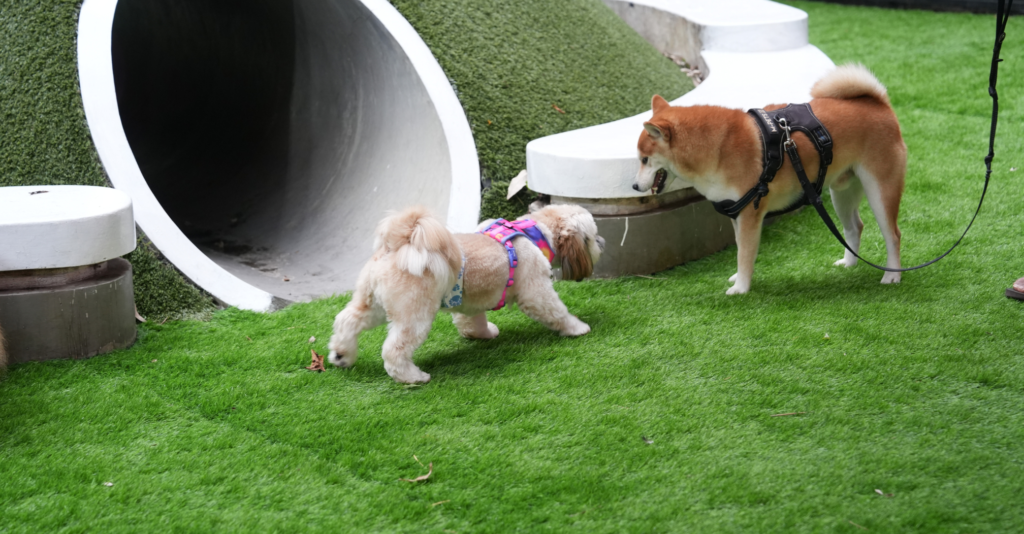 races de chiens