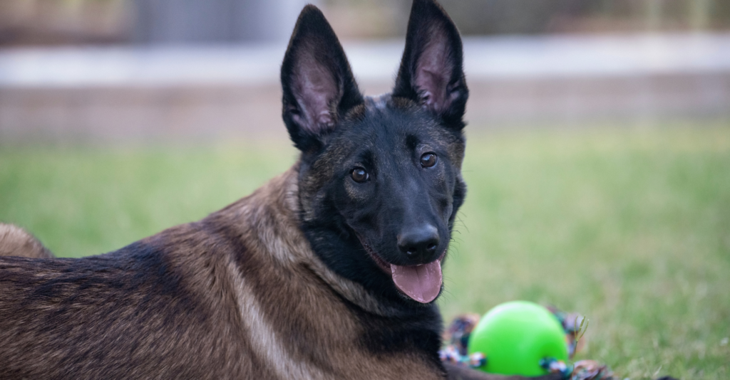 Labrador croisé Malinois