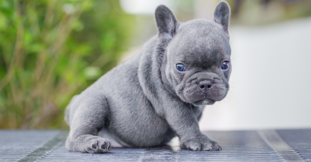 bouledogue français bleu