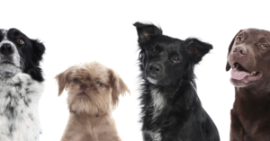 races de chiens 