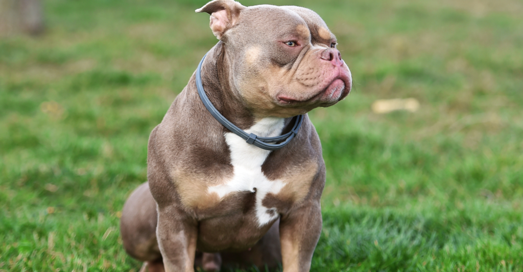 American Bully Pocket