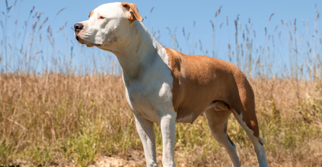 Dogue argentin croisé Staff