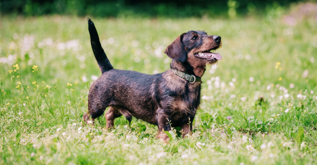 Jack Russell croisé Pinscher