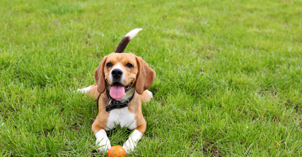quiz connaître son animal totem ebm-masa.org