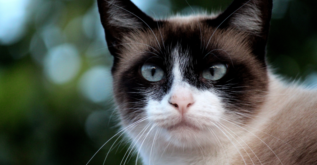 Siamois croisé chat de gouttière