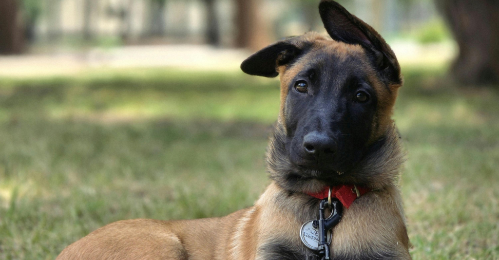 Malinois croisé Rottweiler