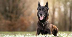 Malinois croisé Rottweiler