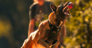 Malinois croisé Rottweiler