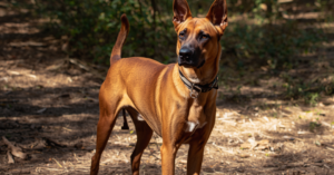 Malinois croisé Boxer