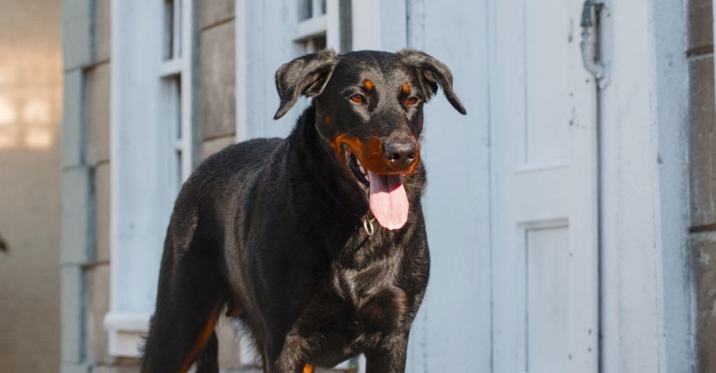 Labrador croisé Beauceron