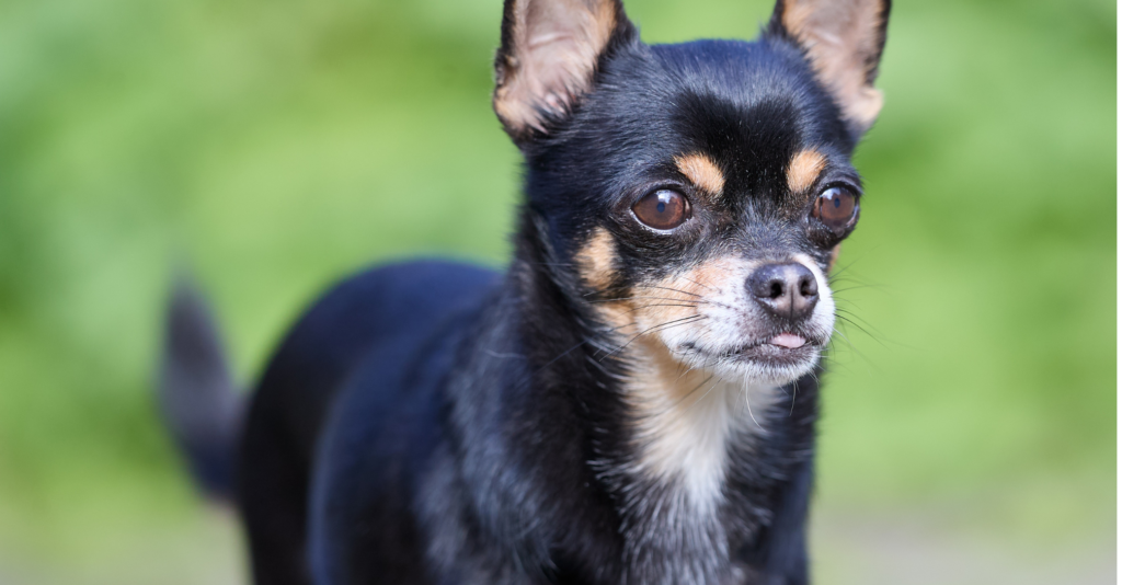 Pinscher croisé Chihuahua
