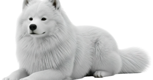 Samoyède 