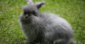 lapin angora